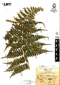 Dennstaedtia globulifera image