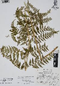 Dennstaedtia globulifera image