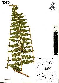 Dennstaedtia globulifera image