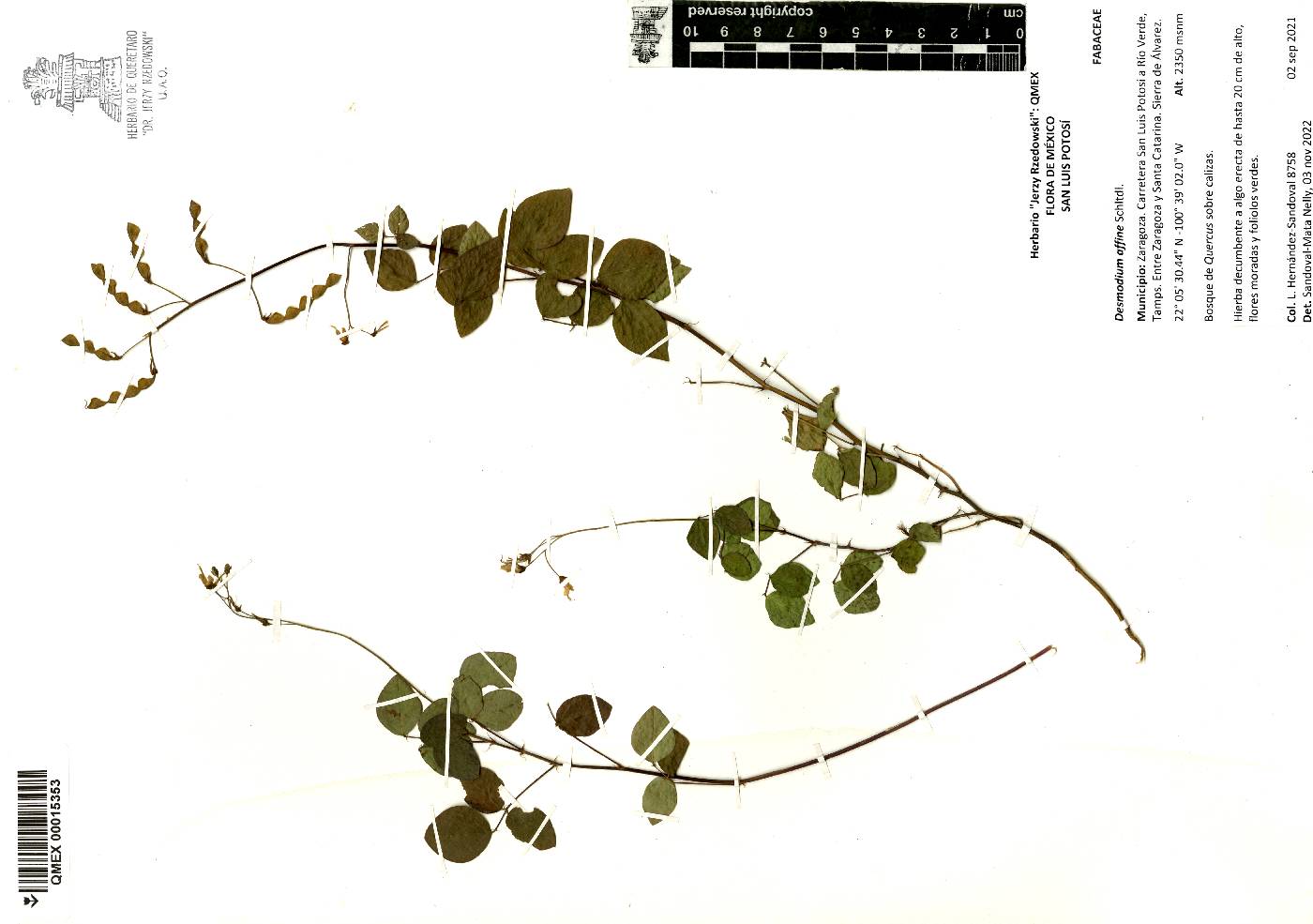 Desmodium affine image