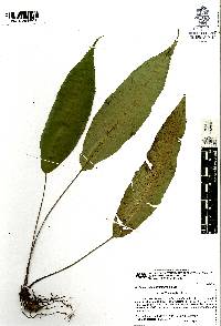 Diplazium plantaginifolium image