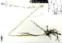 Echeandia gracilis image