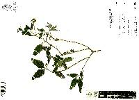 Jefea lantanifolia image