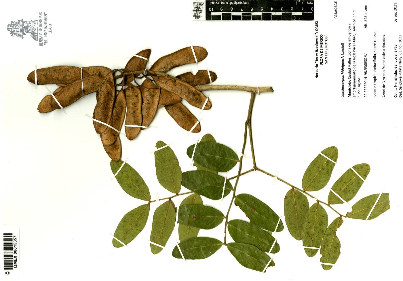 Lonchocarpus hidalgensis image