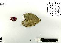 Image of Opuntia orbiculata