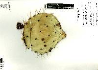 Opuntia engelmannii image