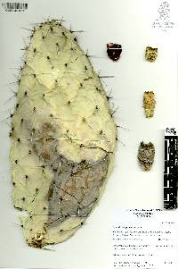 Opuntia streptacantha image