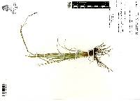 Sisyrinchium scabrum image