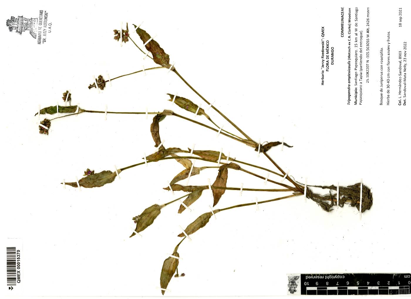 Tripogandra amplexicaulis image