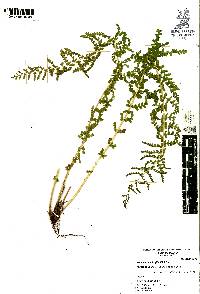 Woodsia mollis image