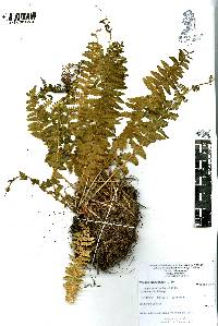 Woodsia mollis image