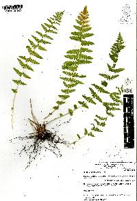 Woodsia mollis image