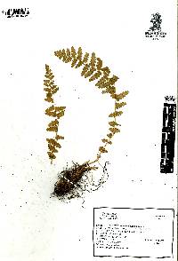 Woodsia mollis image