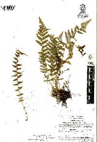 Woodsia mollis image