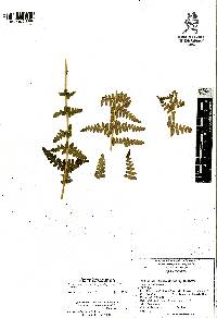 Woodsia mollis image