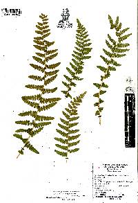 Woodsia mollis image