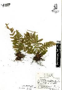 Woodsia mollis image