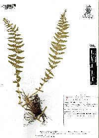 Woodsia mollis image