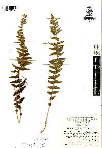 Woodsia mollis image