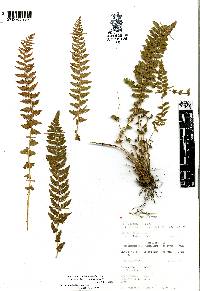 Woodsia mollis image