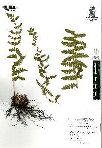 Woodsia mollis image