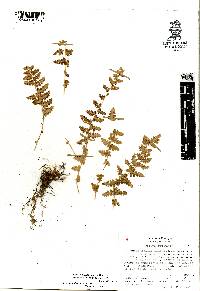 Woodsia mollis image