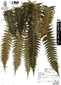 Woodwardia spinulosa image