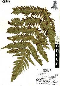 Woodwardia spinulosa image