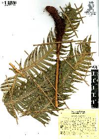 Woodwardia spinulosa image