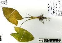 Xanthosoma sagittifolium image