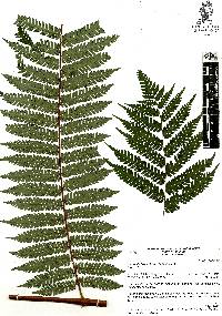 Alsophila firma image