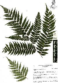 Alsophila firma image