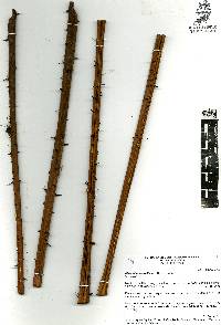 Alsophila firma image