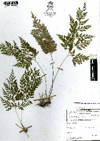 Anemia adiantifolia image