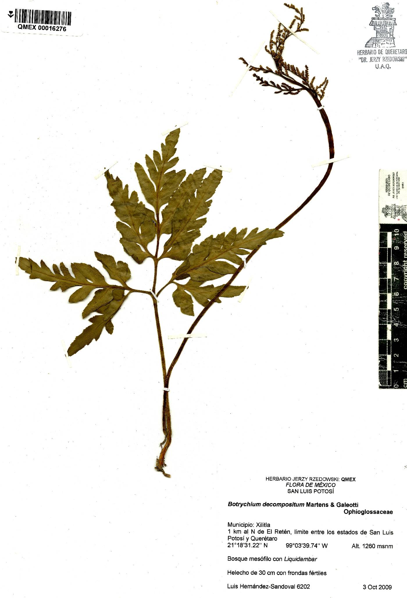 Botrychium decompositum image