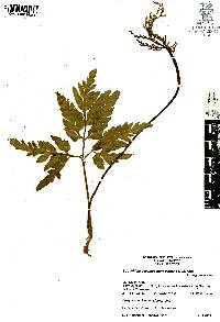 Botrychium decompositum image