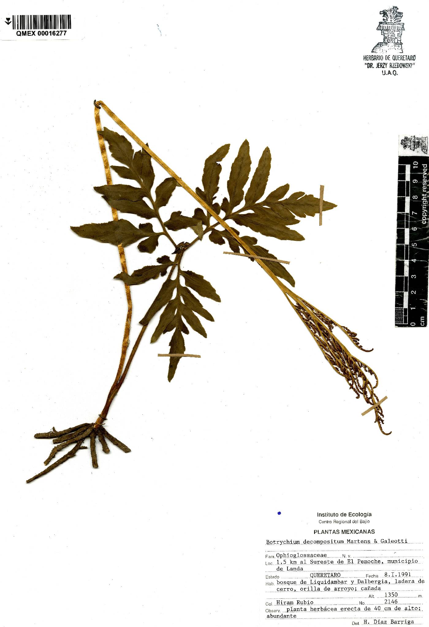 Botrychium decompositum image