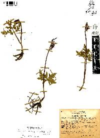 Botrychium decompositum image