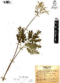 Botrychium decompositum image