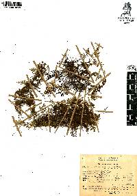 Hymenophyllum ectocarpon image