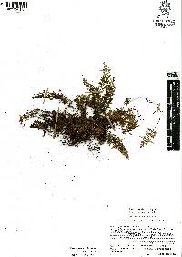 Hymenophyllum tunbrigense image