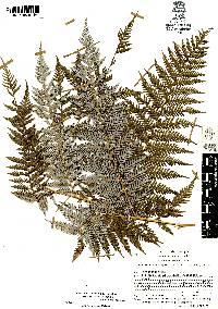 Lophosoria quadripinnata image