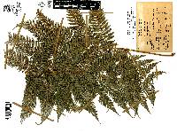 Lophosoria quadripinnata image