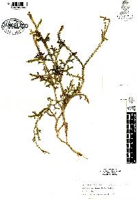 Lycopodiella cernua image