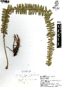 Nephrolepis undulata image