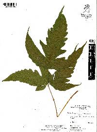 Tectaria heracleifolia image