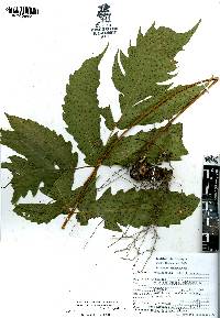 Tectaria heracleifolia image