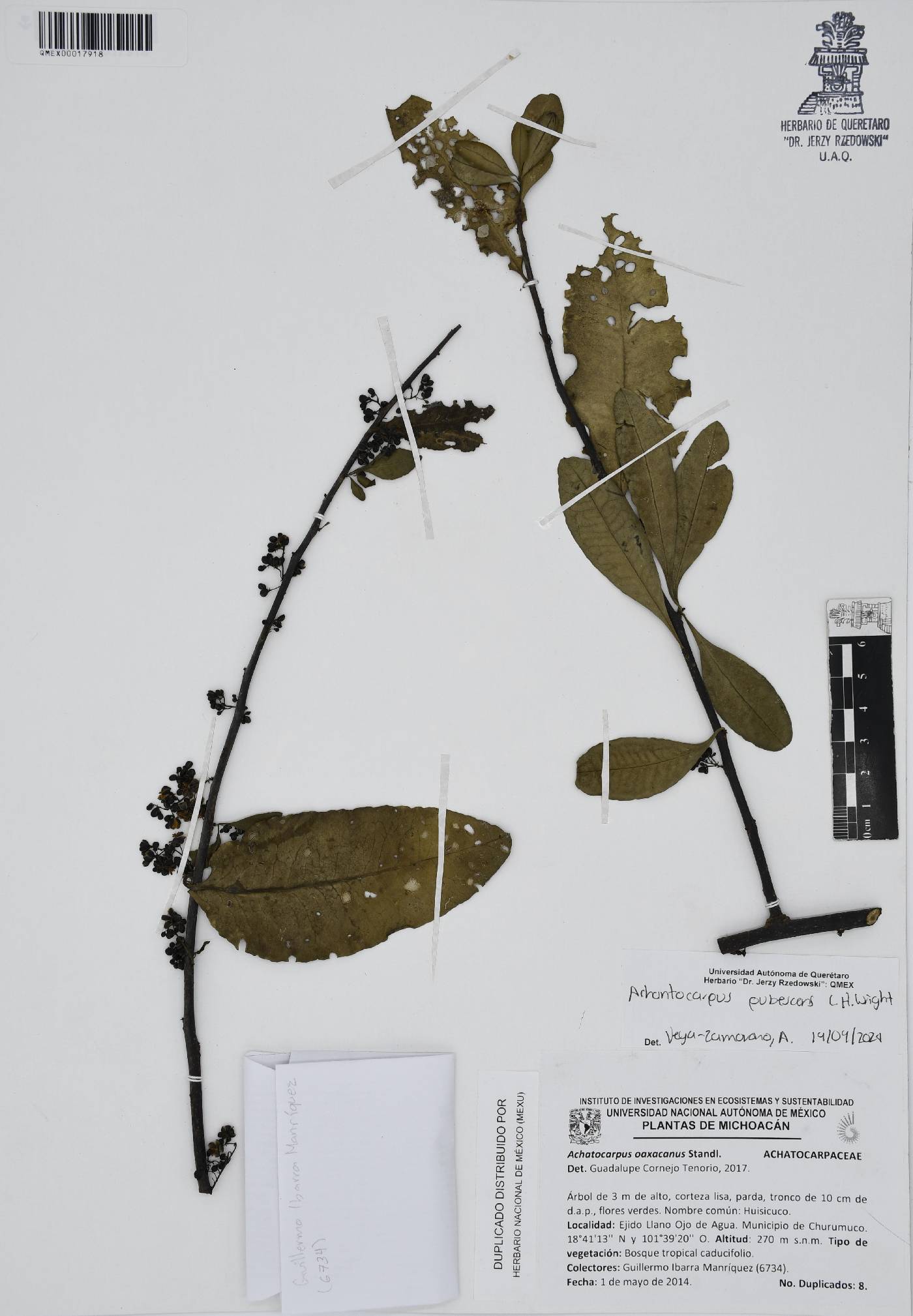 Achatocarpus pubescens image