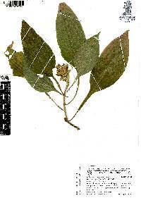 Aphelandra lineariloba image