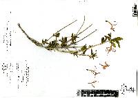 Anisacanthus pumilus image